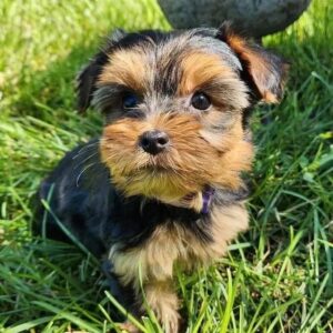 Yorkie Puppies for Sale Near Me | Find Your New Pet