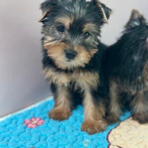 Adorable Yorkie Puppies for Sale | Find Your Pup