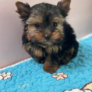 Adorable Yorkie Puppies for Sale | Find Your Pup