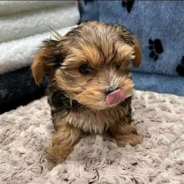 Yorkie Puppies for Sale Near Me