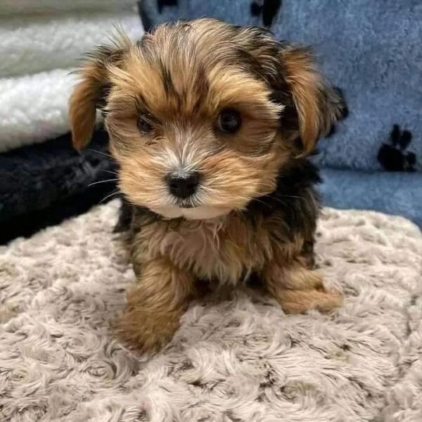 Yorkie Puppies for Sale Near Me