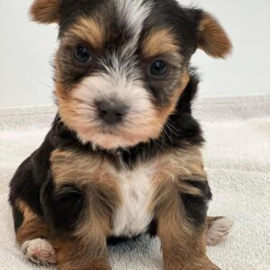 Adorable Yorkie Puppy for Sale | Find Your New Pet