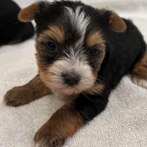 Adorable Yorkie Puppy for Sale | Find Your New Pet