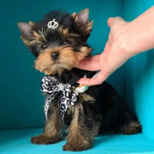 Adorable Miniature Yorkie Puppies for Sale