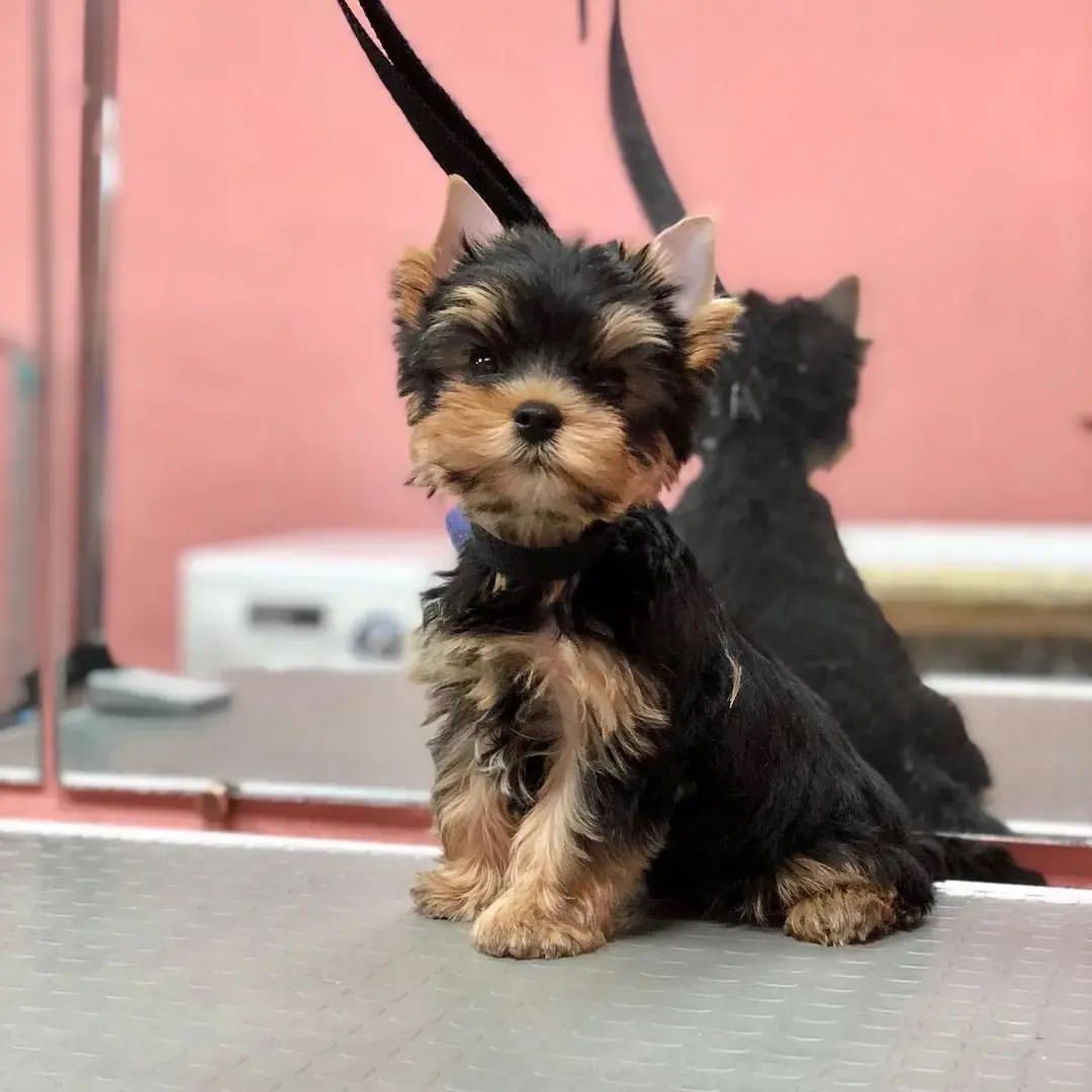 Read more about the article Find Adorable Yorkie Puppies for Sale Near You