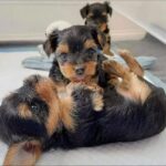 Adorable Yorkie Puppies Near Me for Sale