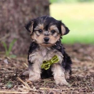 Adorable Yorkie Puppies for Sale | Find Your New Pet