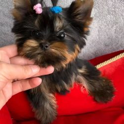 Yorkie Puppies